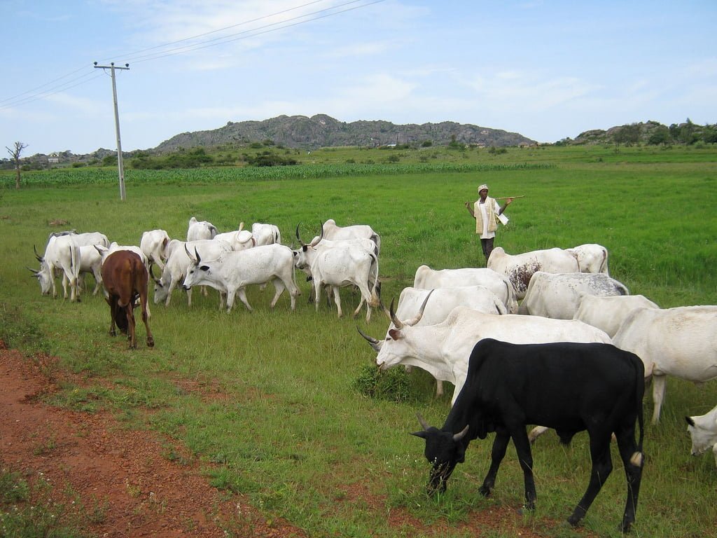 South-West Governors ban open grazing